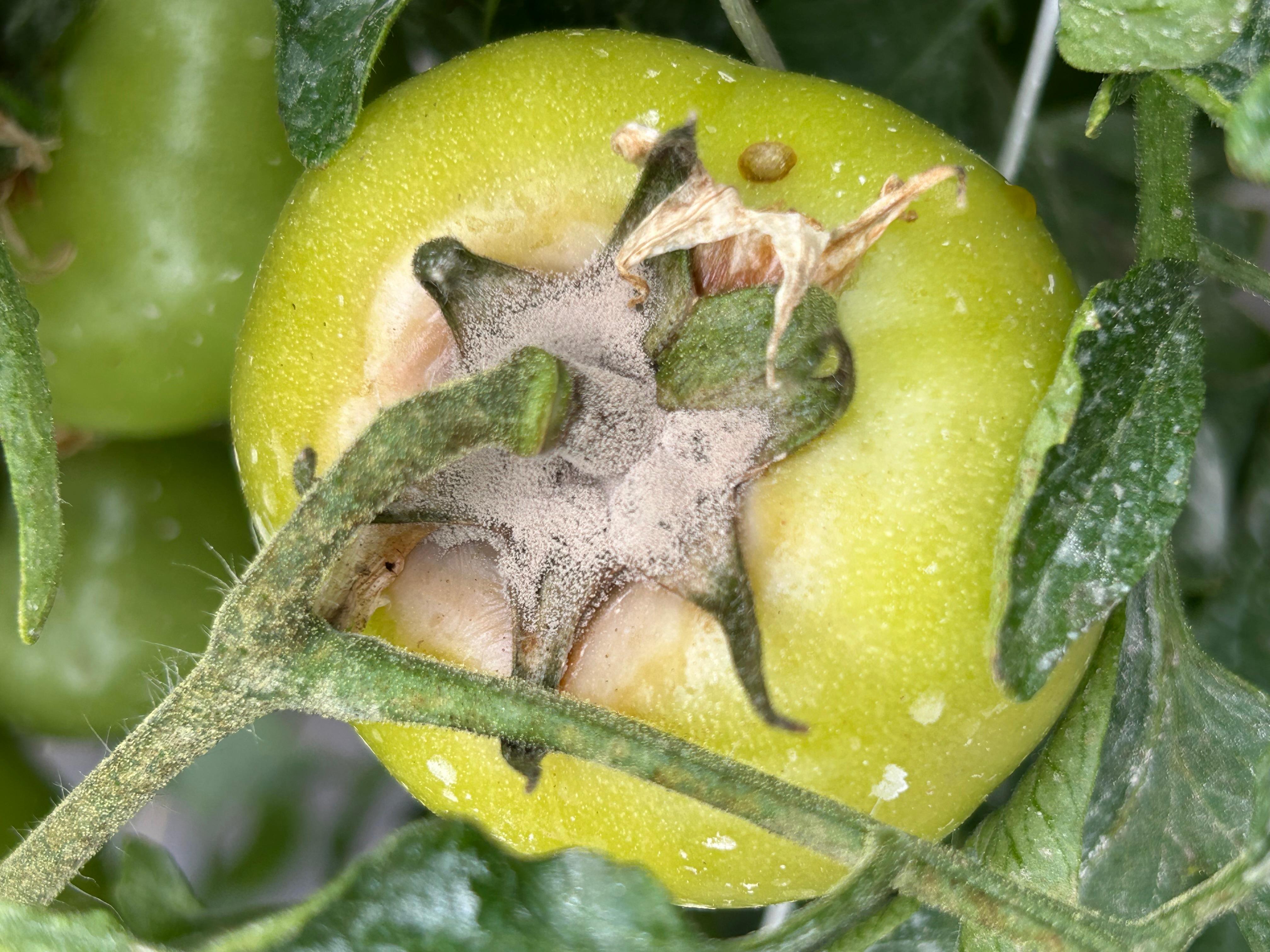 Gray mold on a tomato fruit.